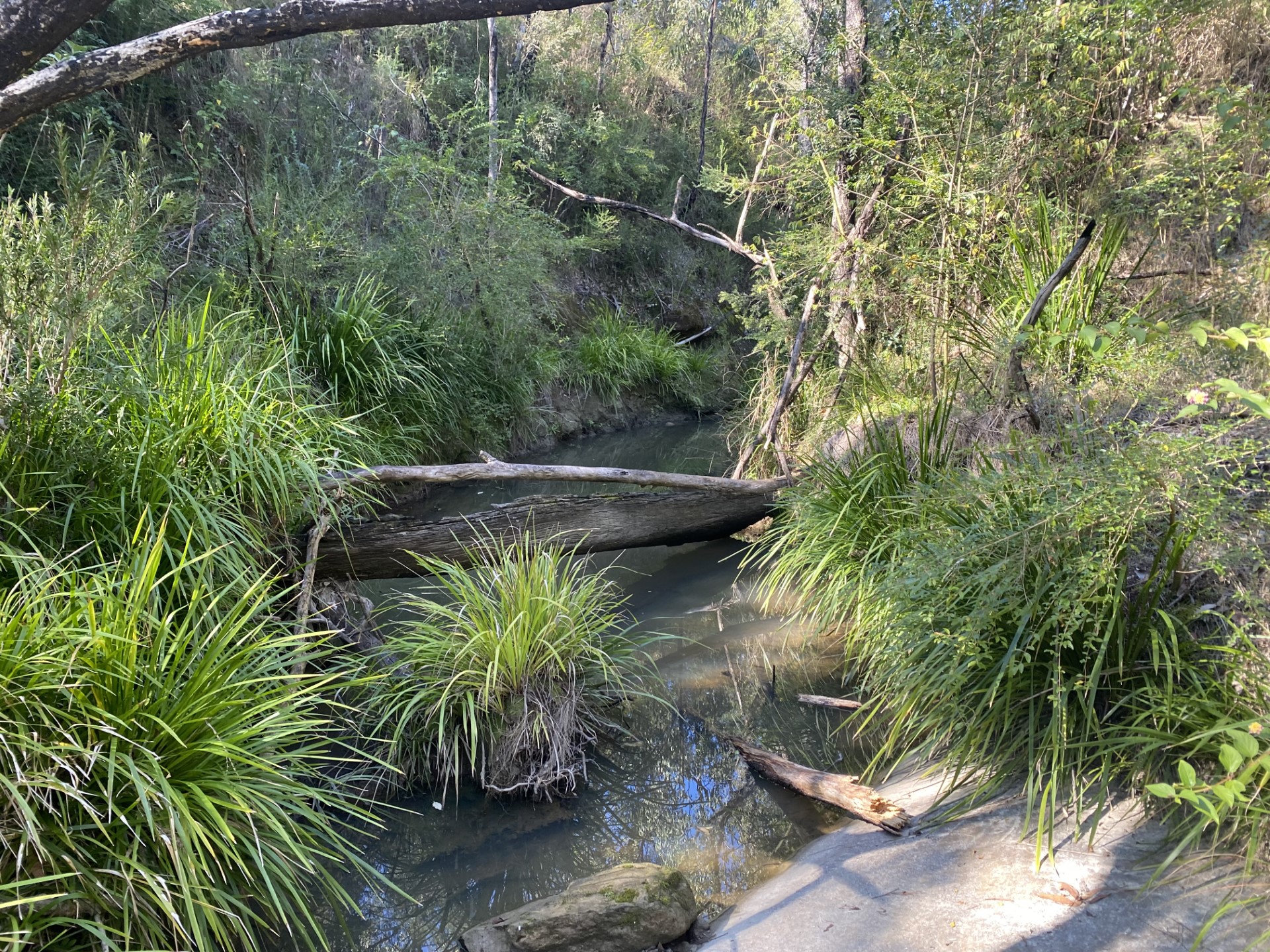 Mysore Thorn climbing River Red Gum