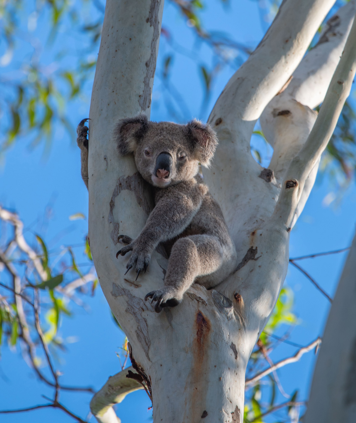 Koala in gum tree