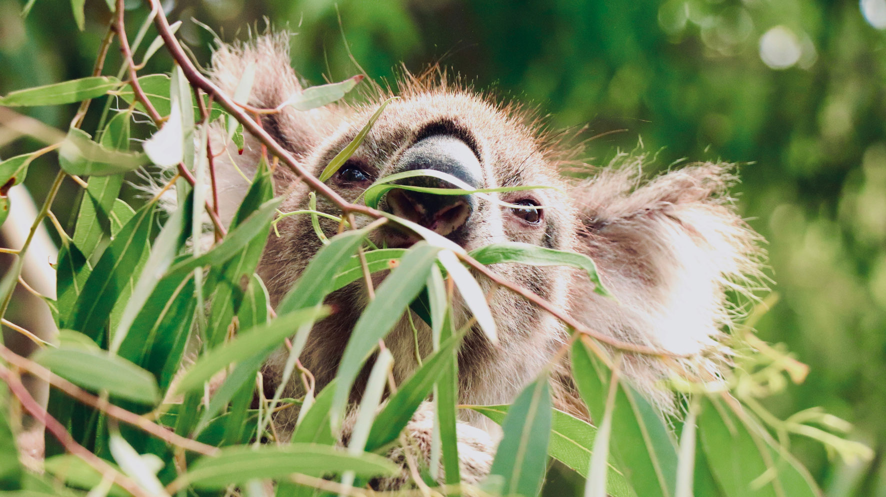 Koala eating