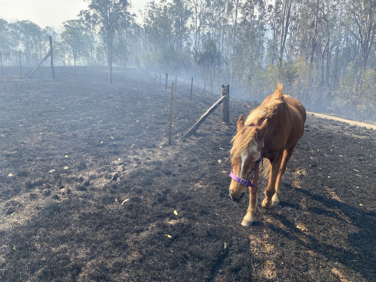 Lucy after fire